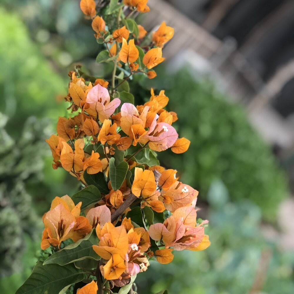 Breastsfullmilk Chatroom