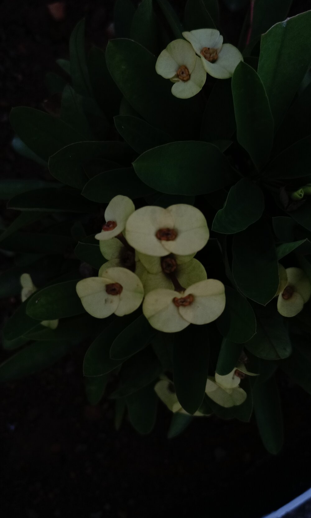 Deliciouskimi Chatroom