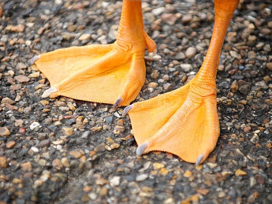 Hothungboy1 Chatroom