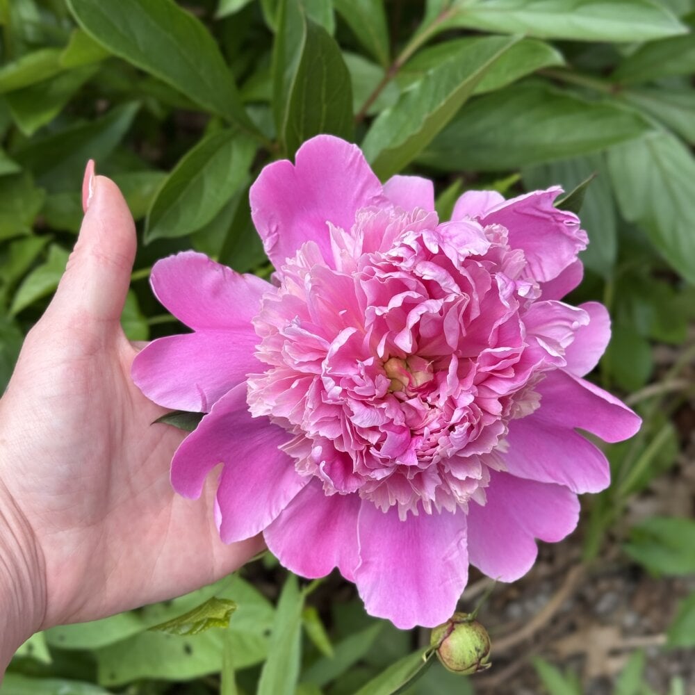 Intothewoodswego Chatroom