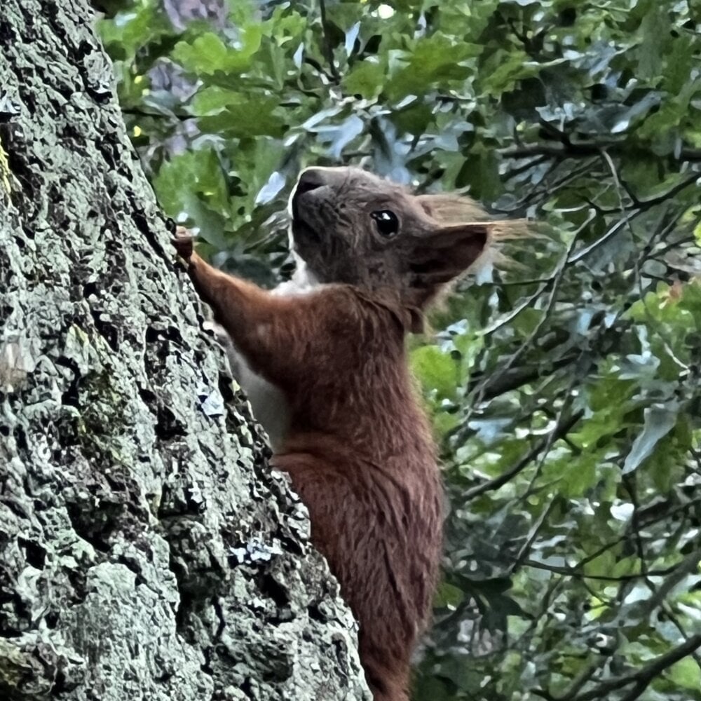 LumpedDolichos Chatroom