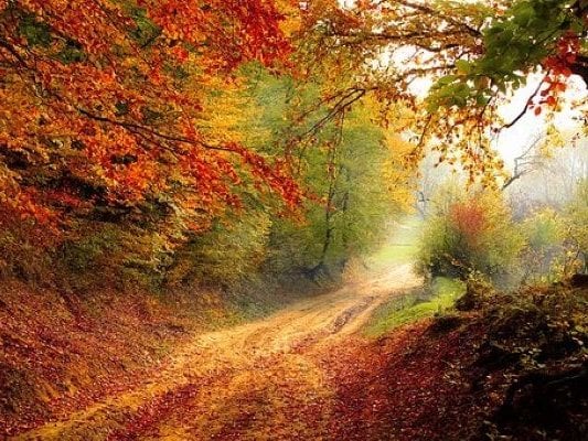 NicaVirginia Chatroom