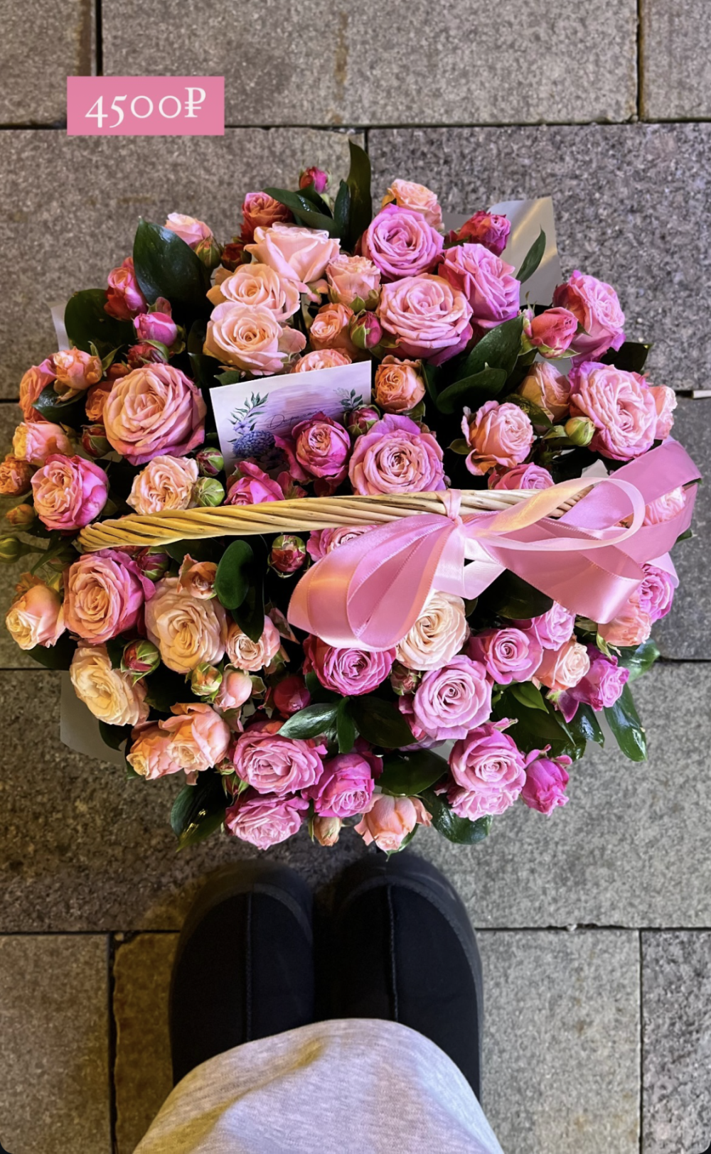 ShyPampBlondie Chatroom