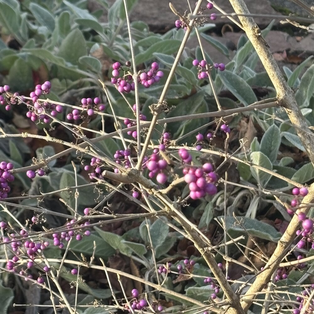 ashtrayhaterz Chatroom