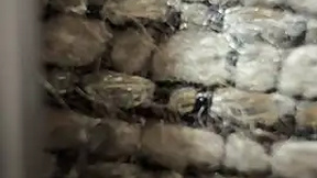 bigturkishdelight_003