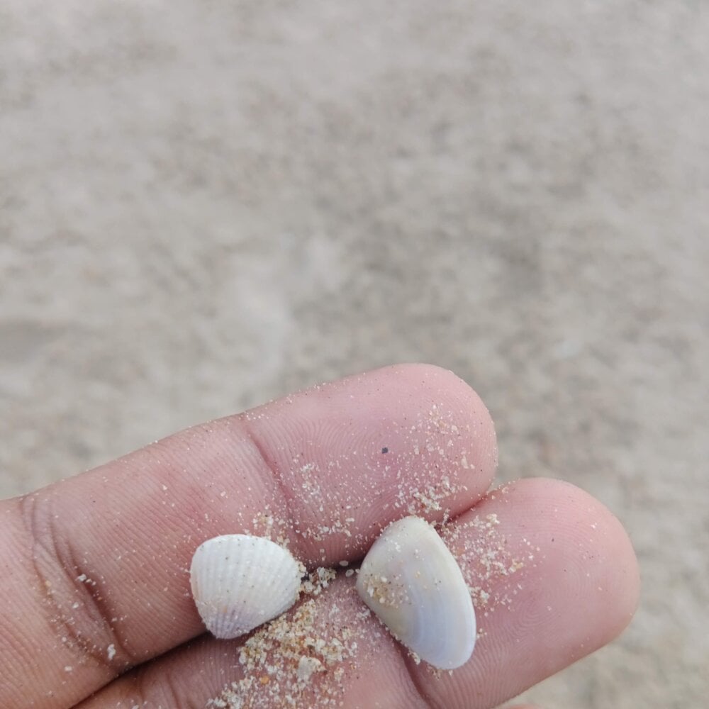 cookie-n-cream Chatroom