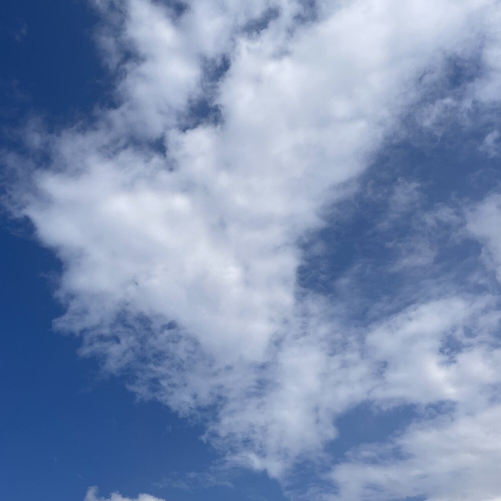 dickman-dz19 Chatroom