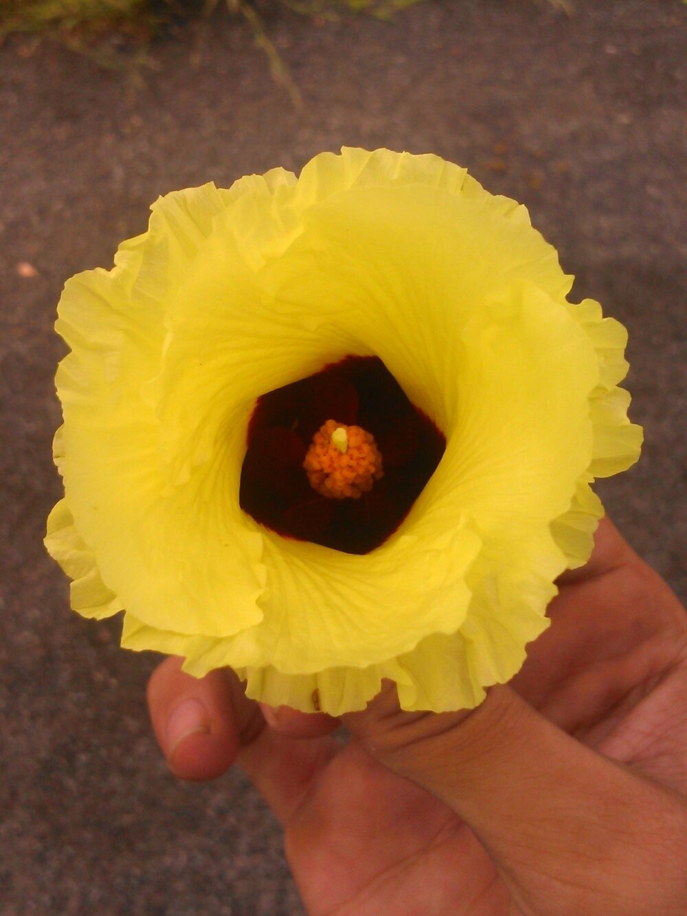 dreamtoungelick69 Chatroom