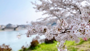 hitozuma_mao_m