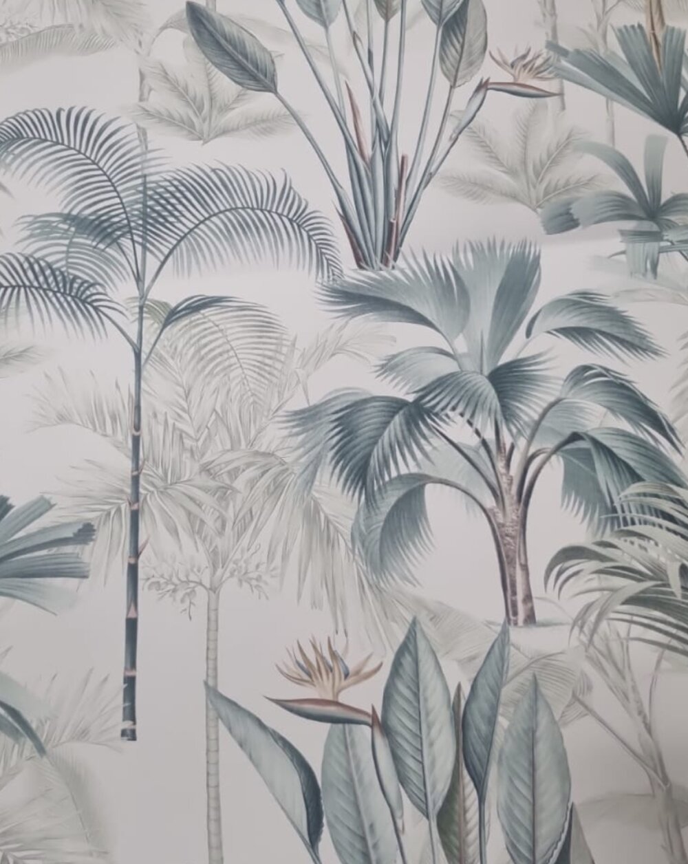 jimbojimbos555 Chatroom