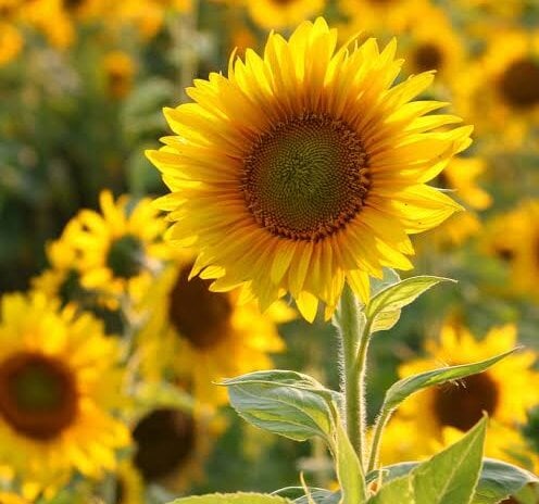 loveme99004 Chatroom