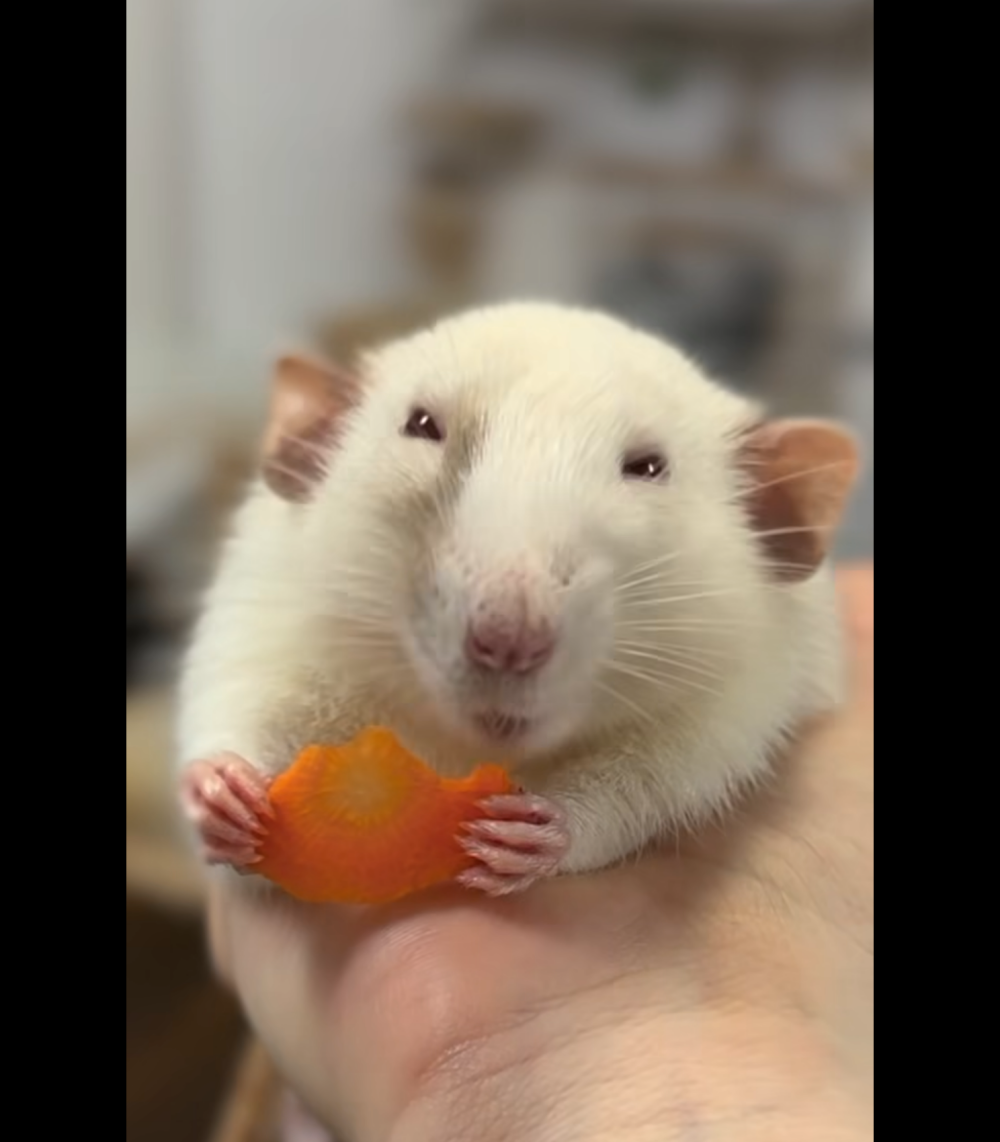 whenhairymetharry Chatroom