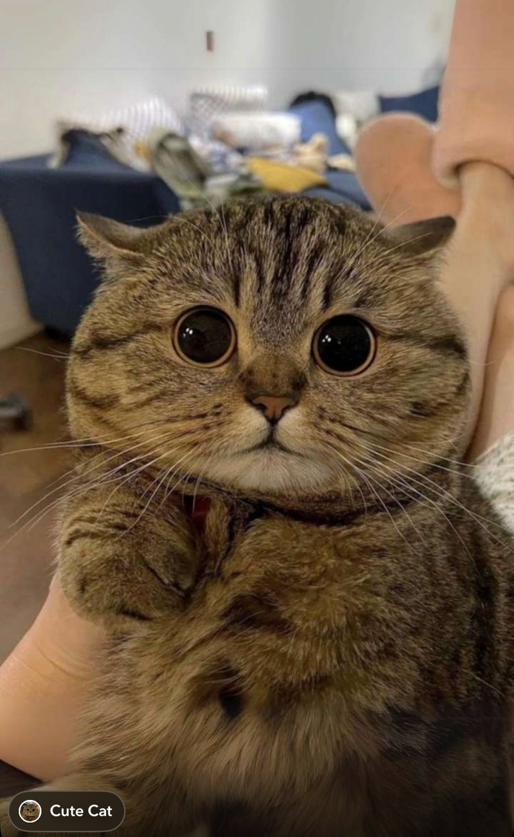 xHelloKitty Chatroom